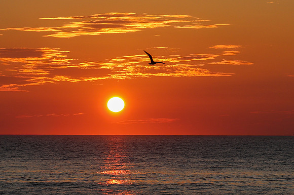 Seagull at Sunrise